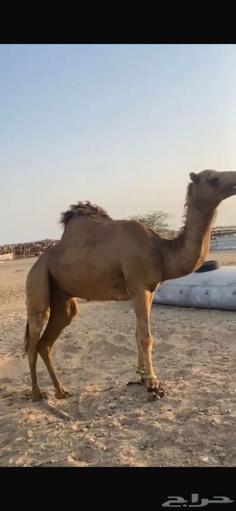 بعير احمر 0