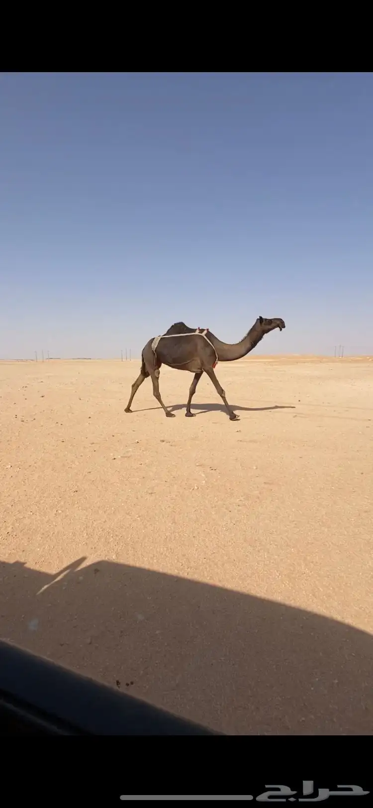 لقحه 0
