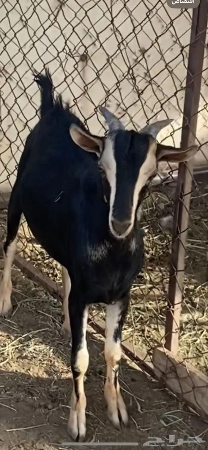 تيس فحل احو 2
