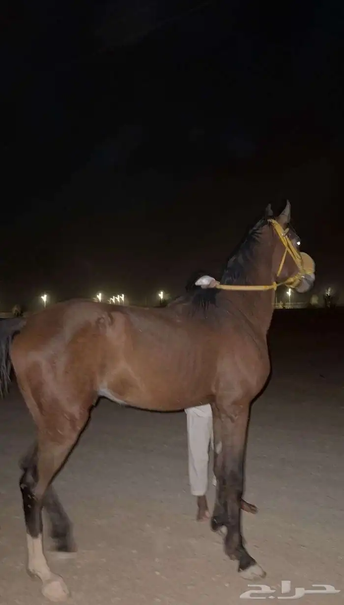 حصان شعبي 0