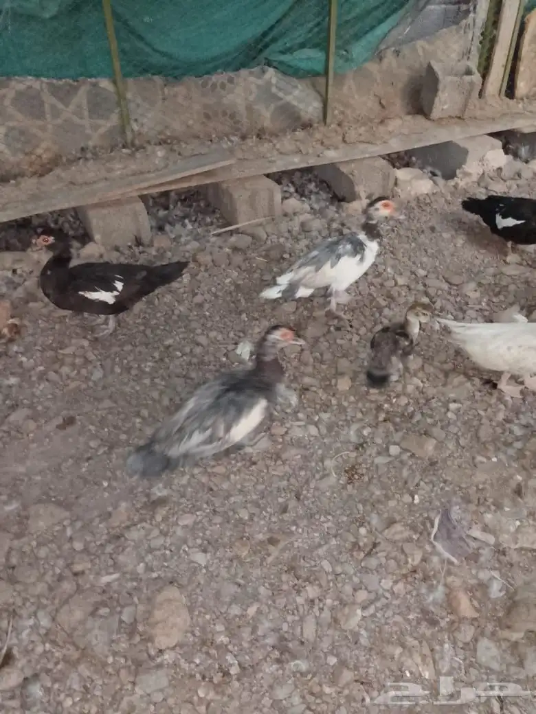 بط مصري 2
