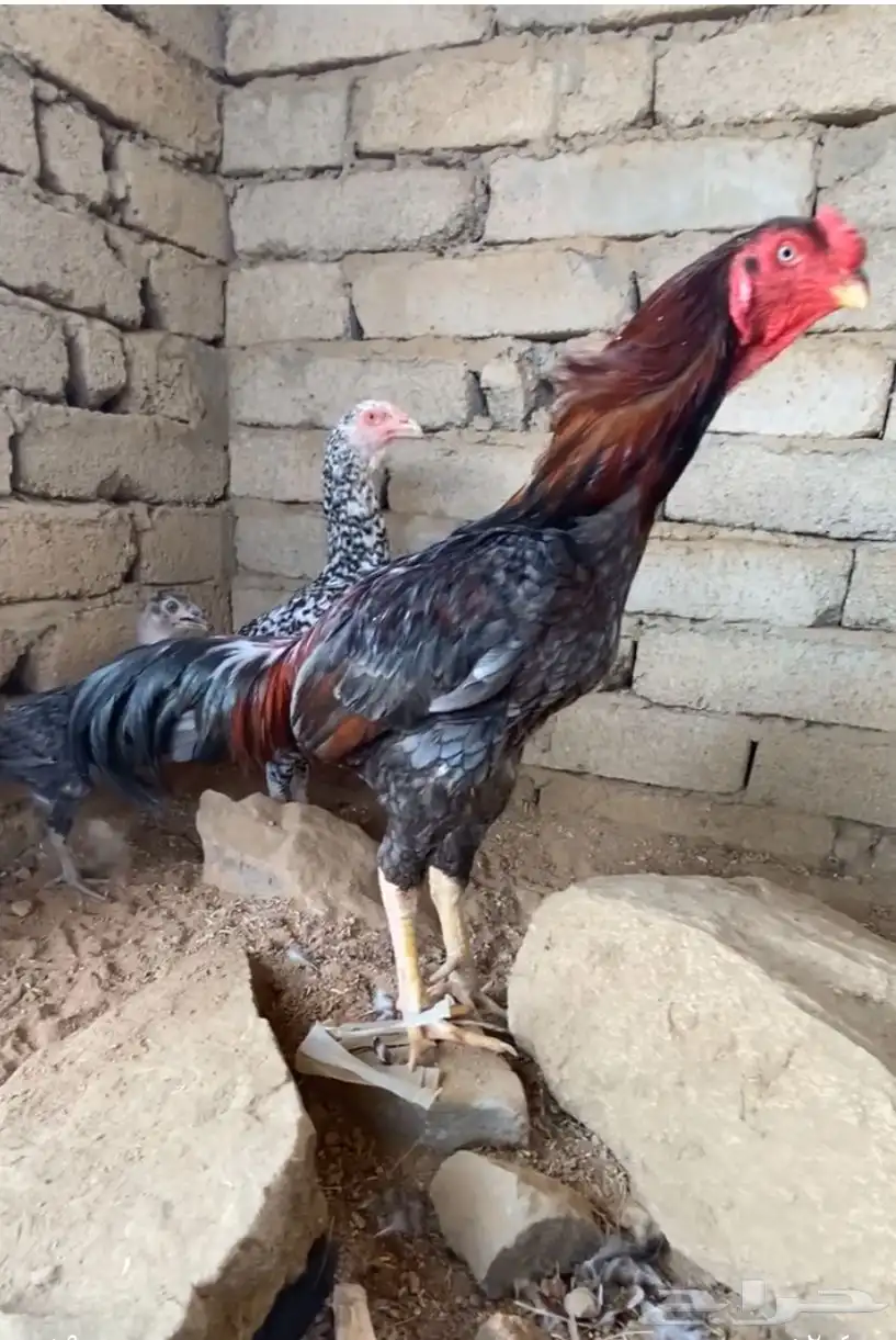 زوج سندي 1