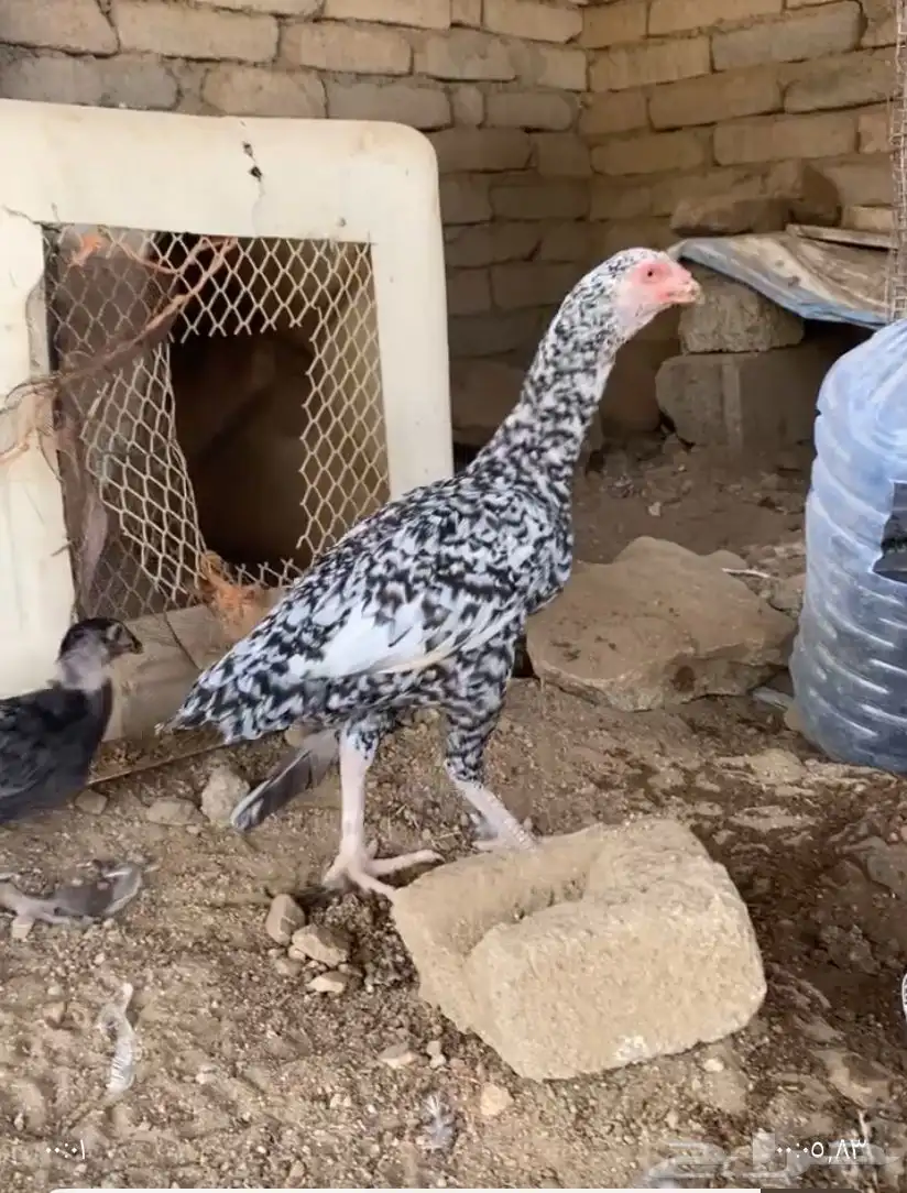زوج سندي 0