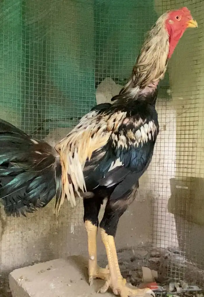 ديك فارسي الباحه 1 0 50 880 4617 1