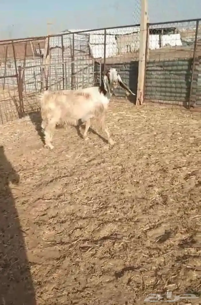 عنز للبيع 2