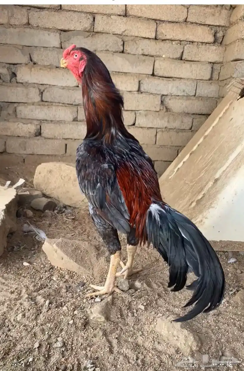 زوج سندي 2