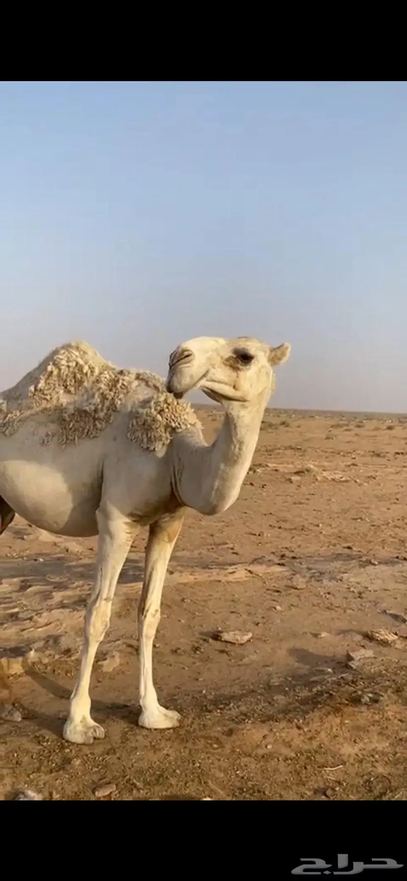 بكره حقه رمانيه علي جمل المسند ضغط عالي 6