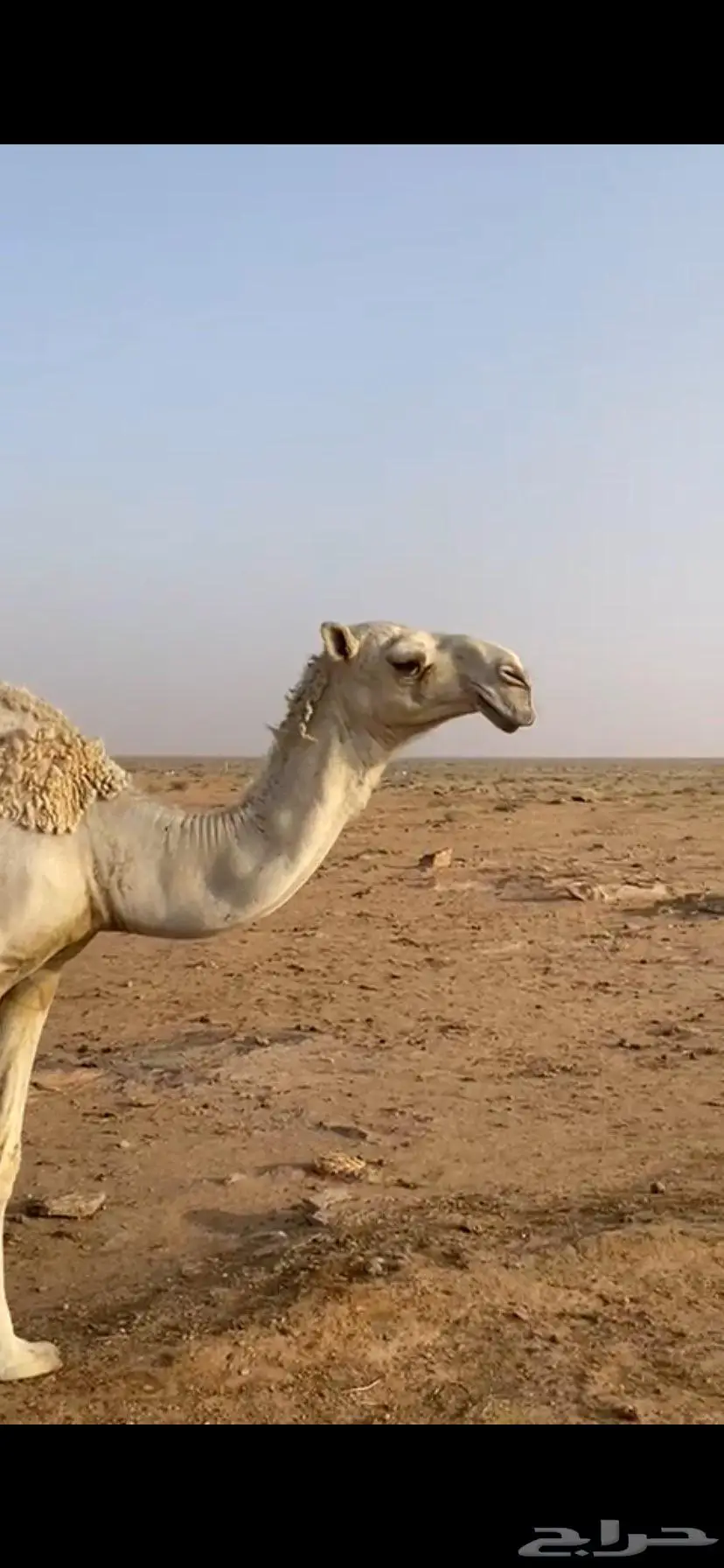 بكره حقه رمانيه علي جمل المسند ضغط عالي 0
