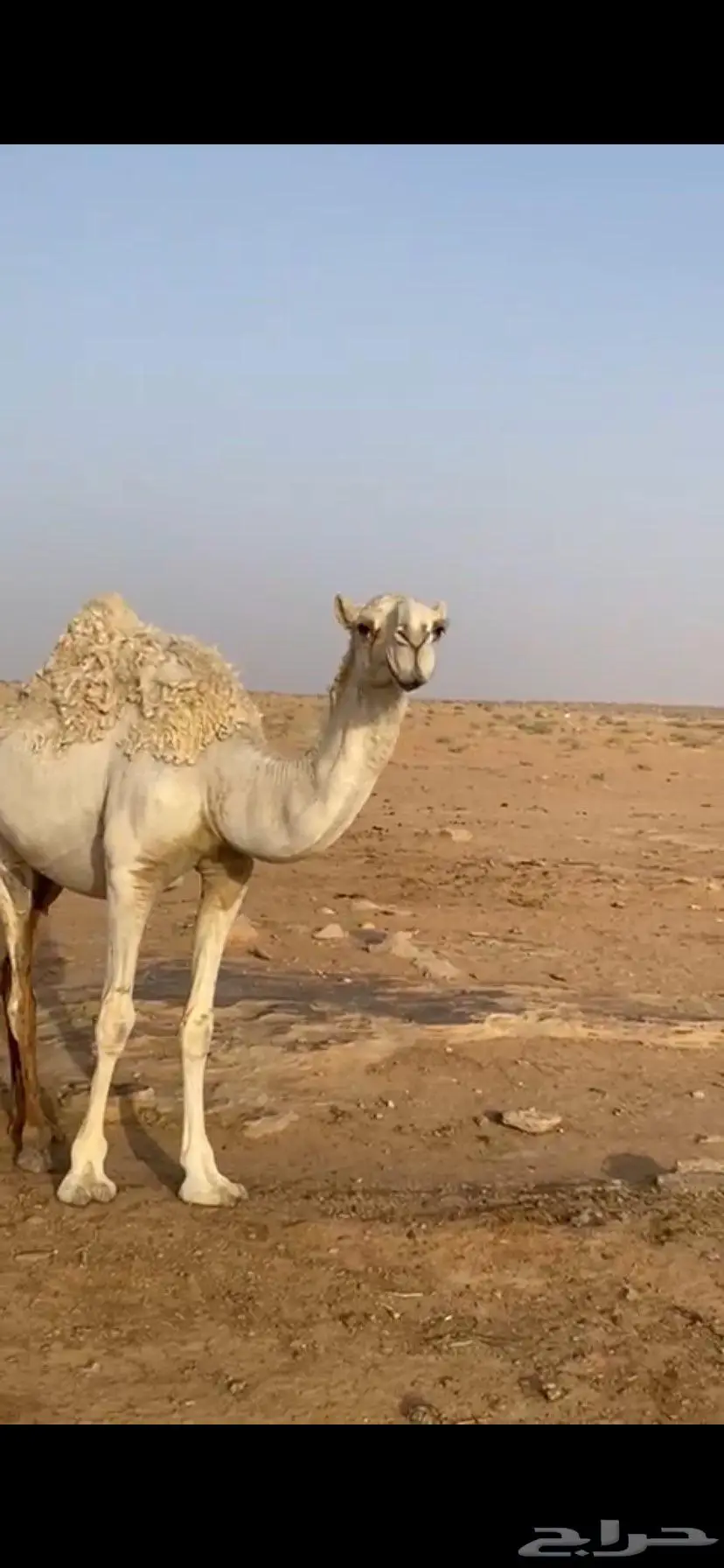 بكره حقه رمانيه علي جمل المسند ضغط عالي 1