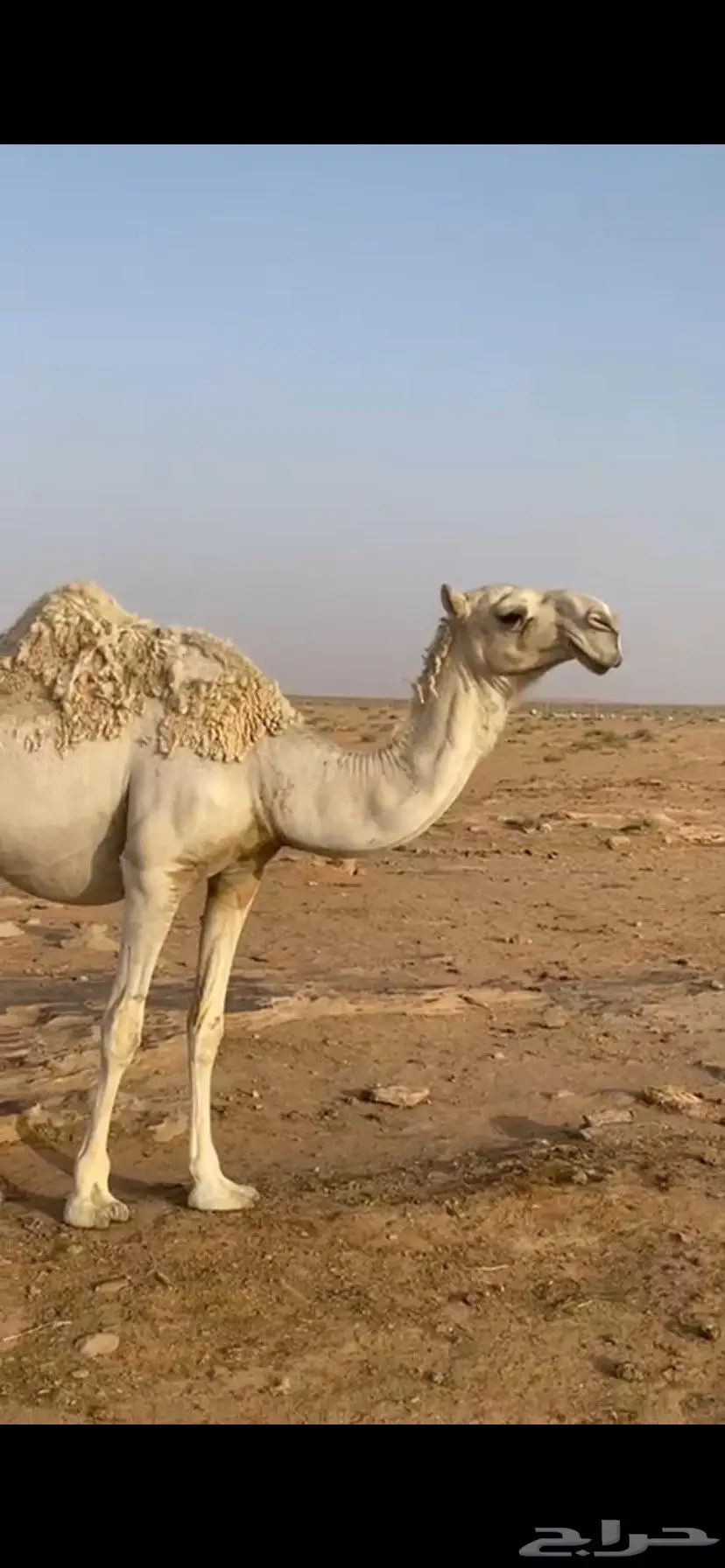 بكره حقه رمانيه علي جمل المسند ضغط عالي 3