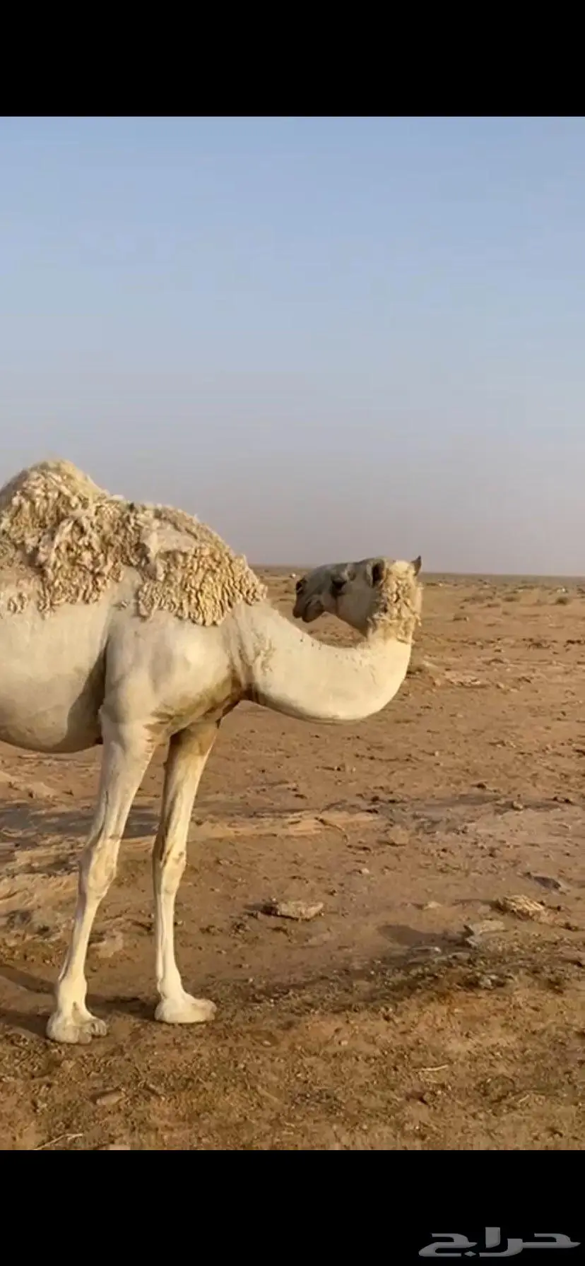 بكره حقه رمانيه علي جمل المسند ضغط عالي 4