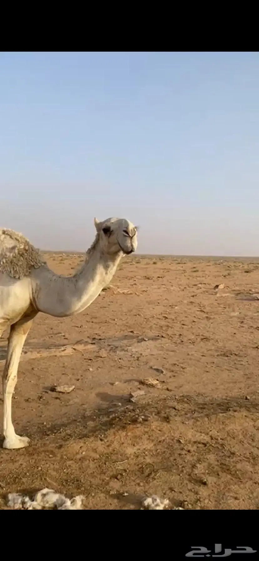 بكره حقه رمانيه علي جمل المسند ضغط عالي 2