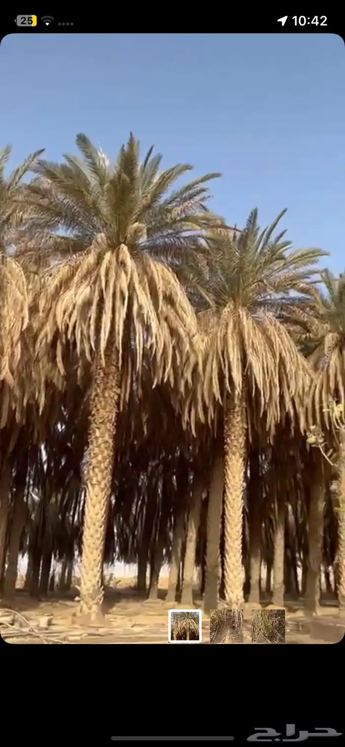 نخل في وادي برك 3