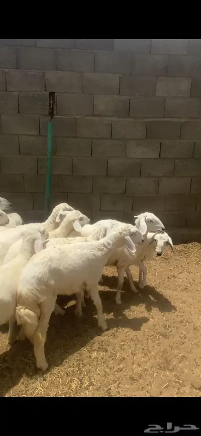 تم البيع 4