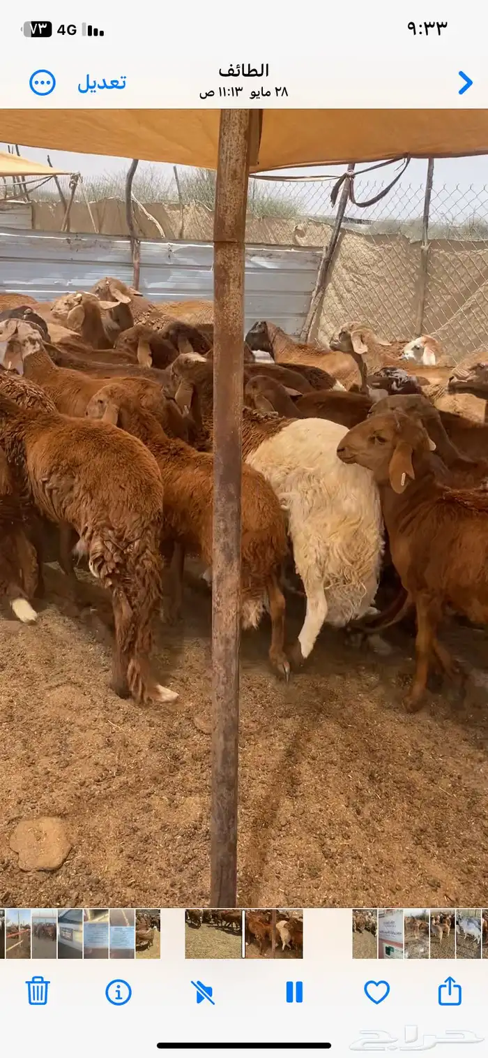 طليان سواكن حمري 4