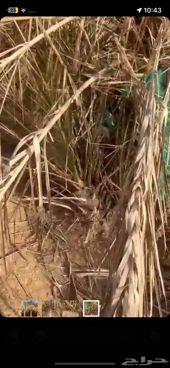 نخل في وادي برك 2