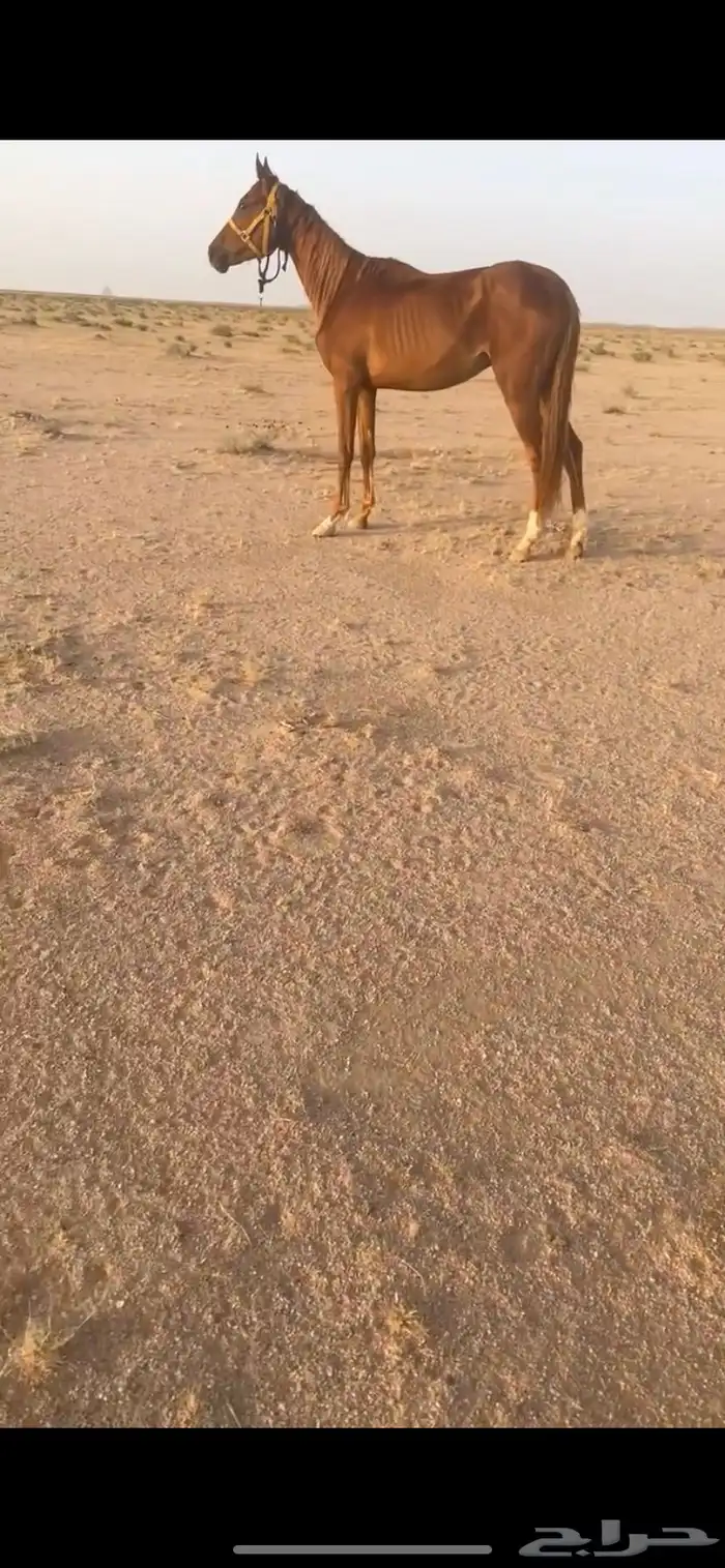حصان شعبي طبع مع البل رقم واحد 0