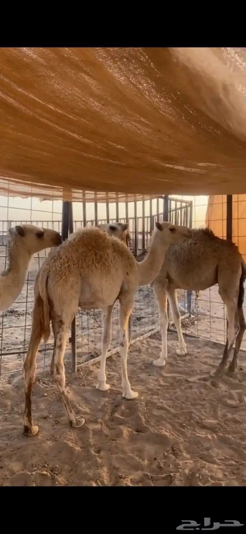 بكرتين. و قعود. مفاريد 0