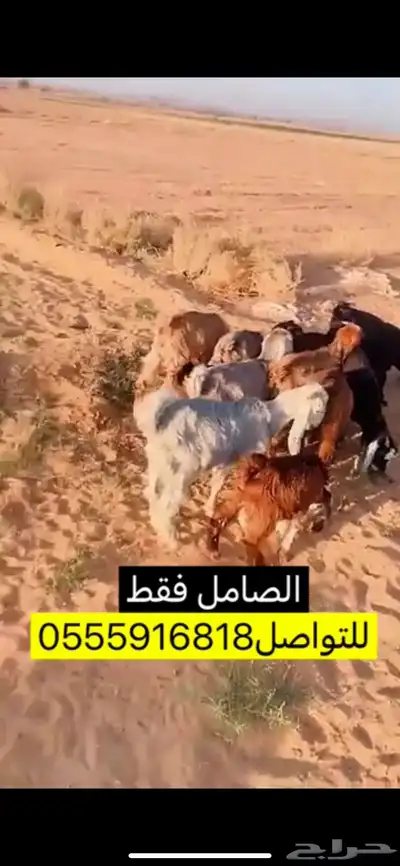 تيوس 0