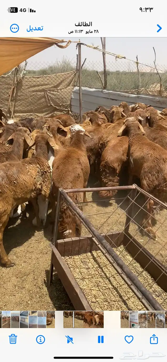 طليان سواكن حمري 5