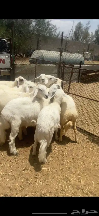 تم البيع 0