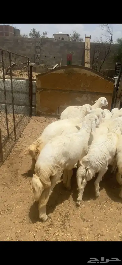 تم البيع 1