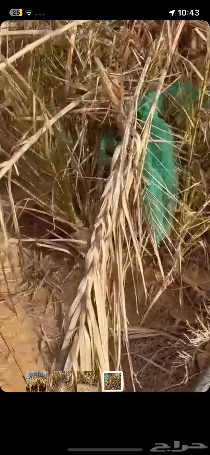 نخل في وادي برك 1
