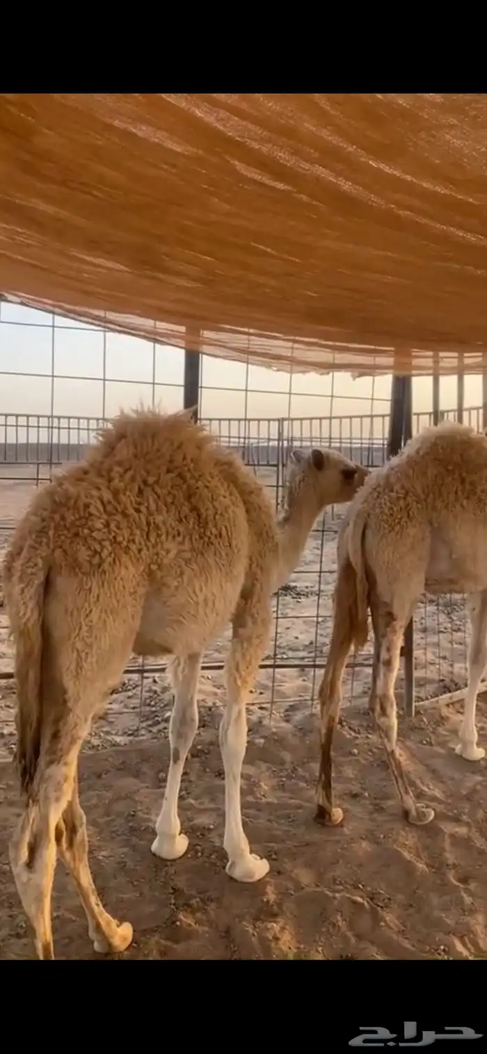 بكرتين. و قعود. مفاريد 1