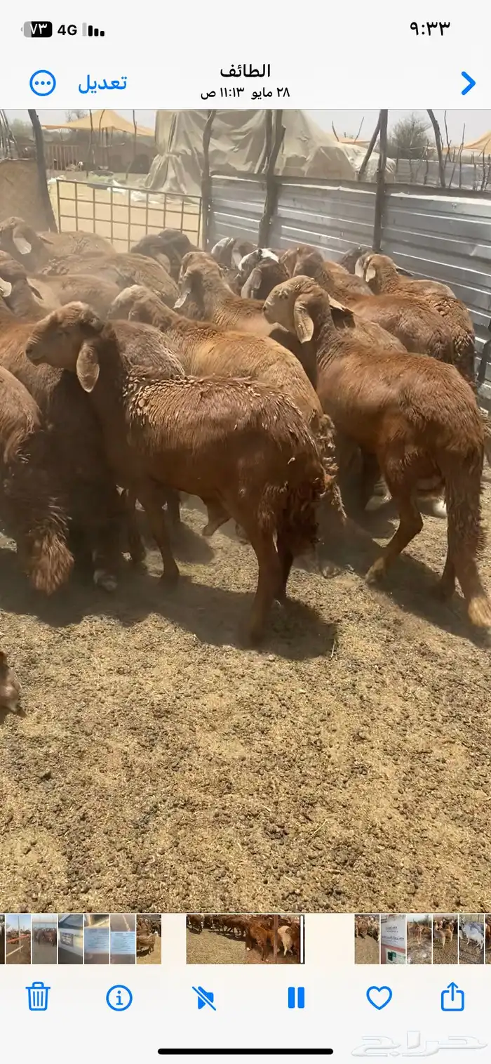 طليان سواكن حمري 0