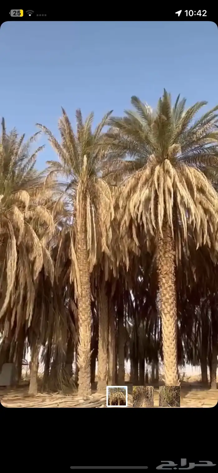 نخل في وادي برك 5