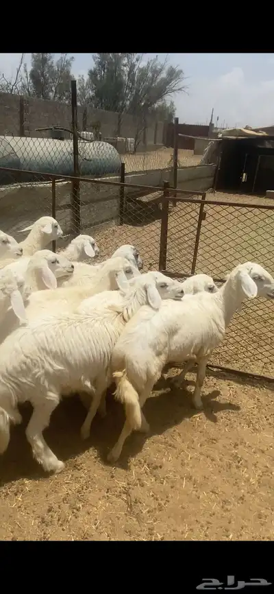 تم البيع 5