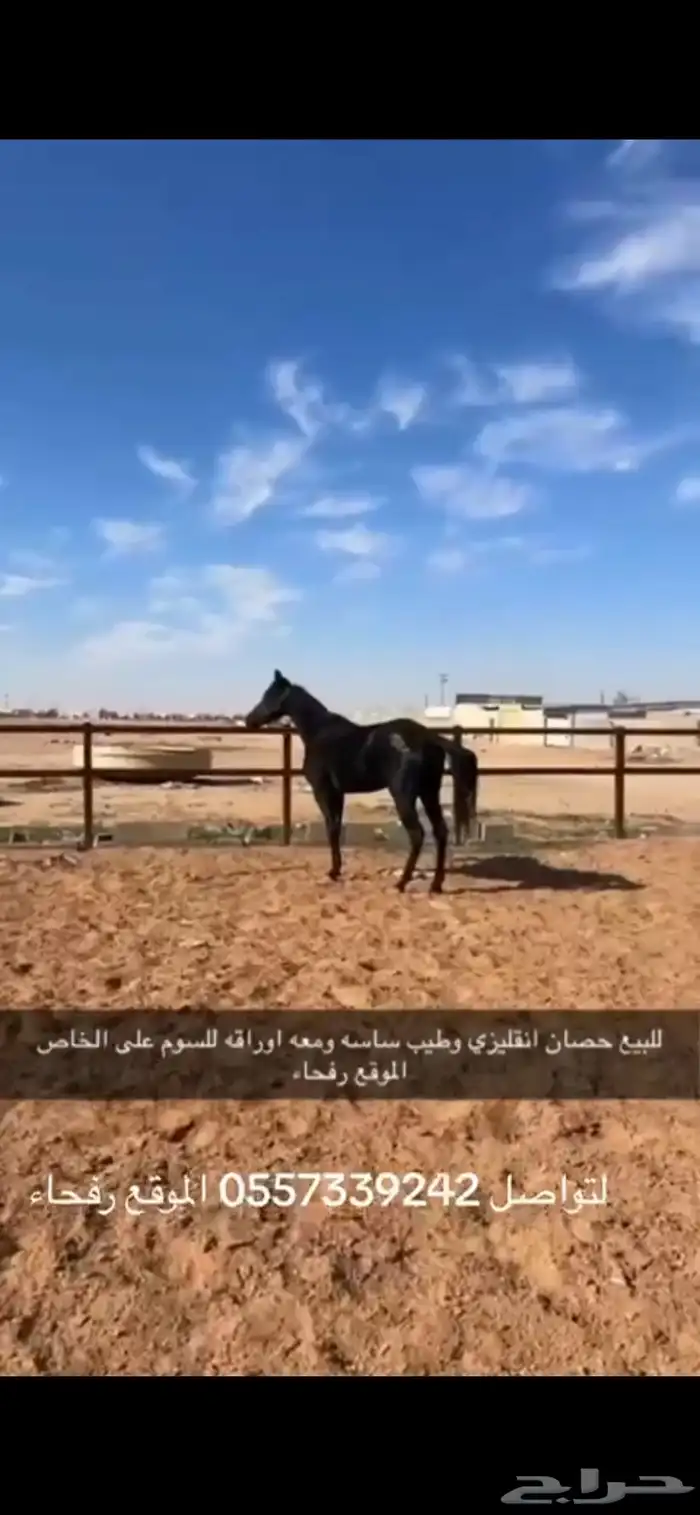 للبيع حصان الموقع رفحاء 0