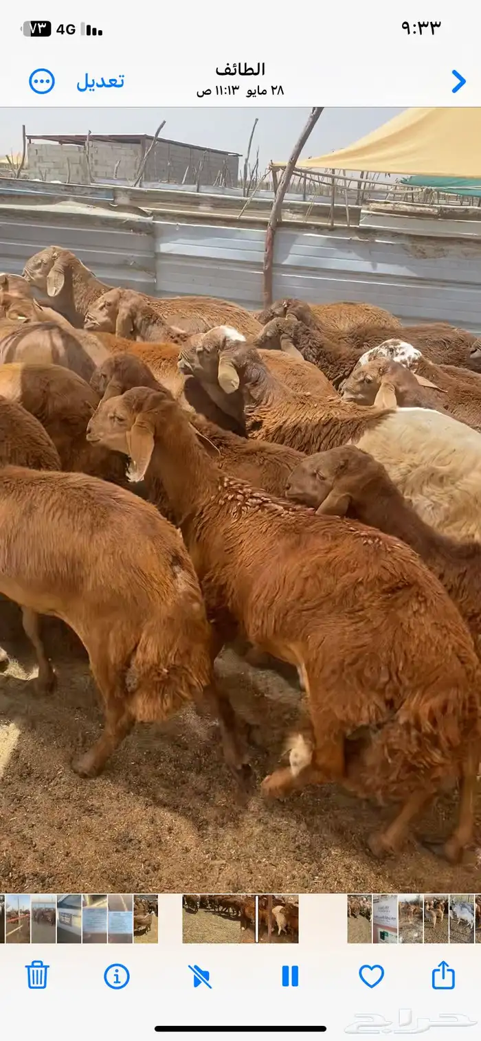 طليان سواكن حمري 2
