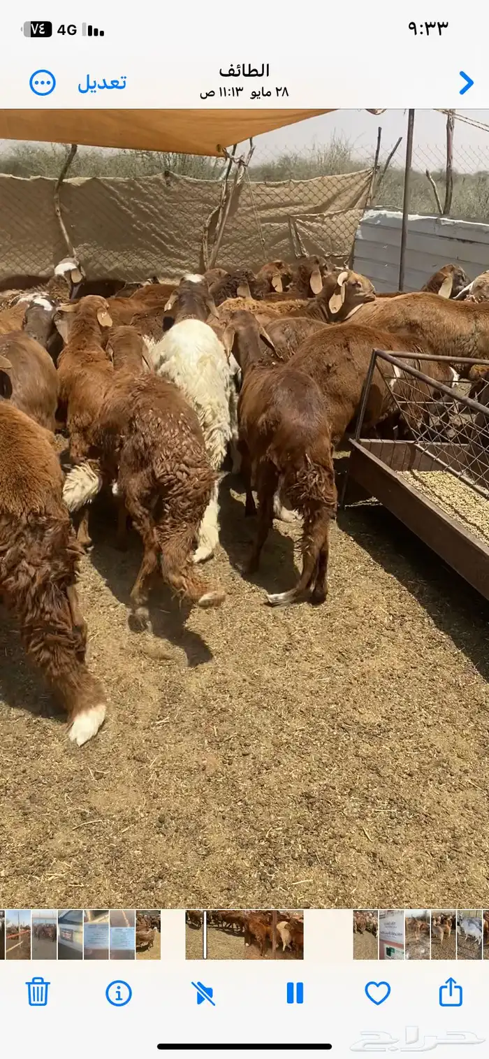 طليان سواكن حمري 6