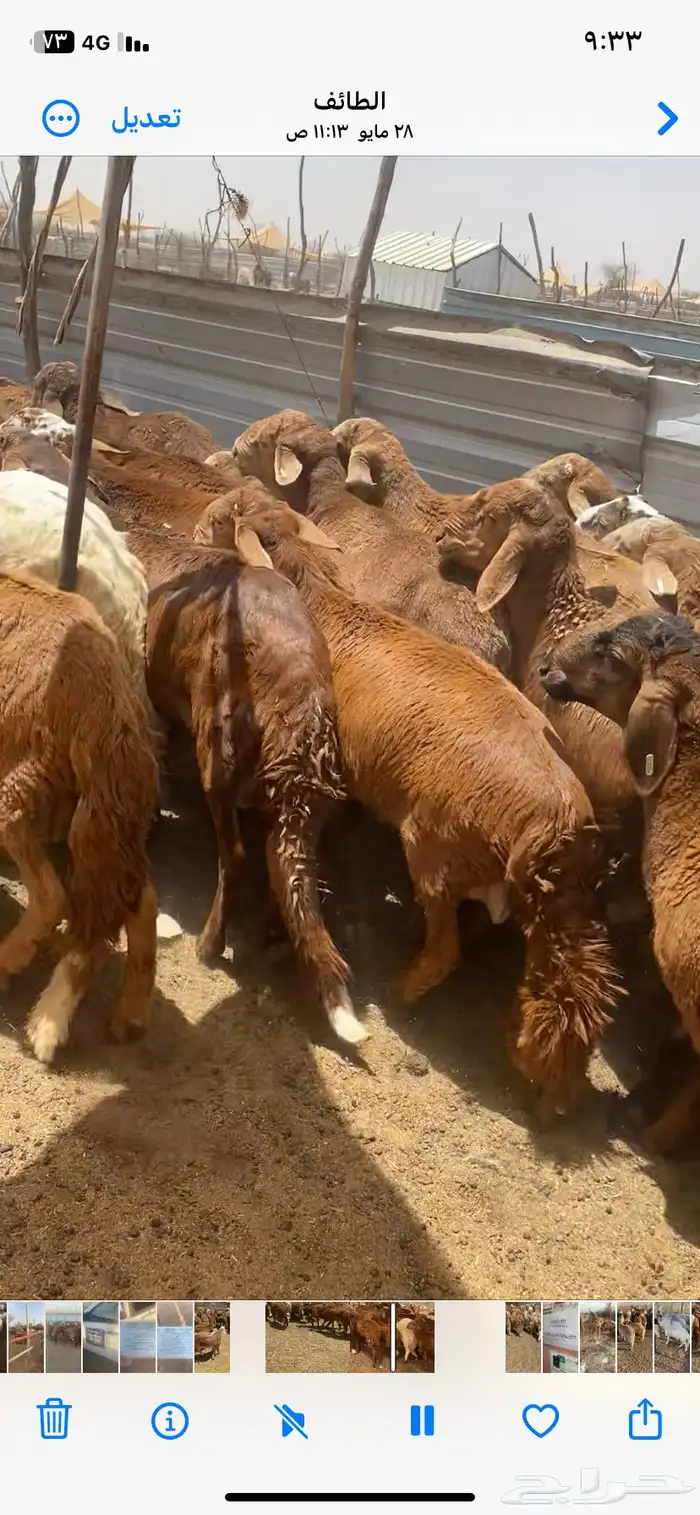 طليان سواكن حمري 1