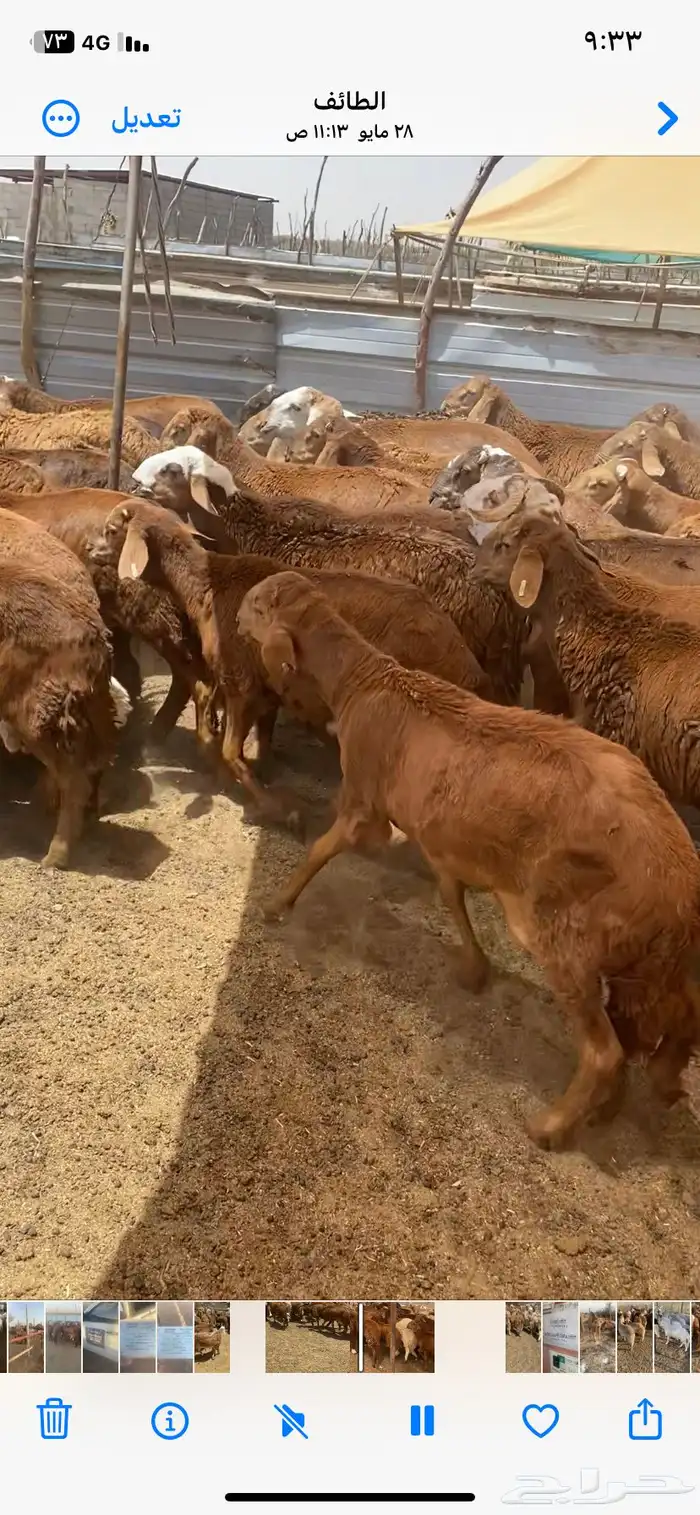 طليان سواكن حمري 3