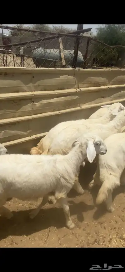 تم البيع 3