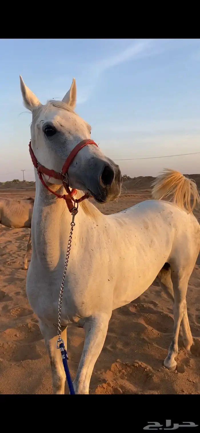 فرس شعبيه للبيع 0