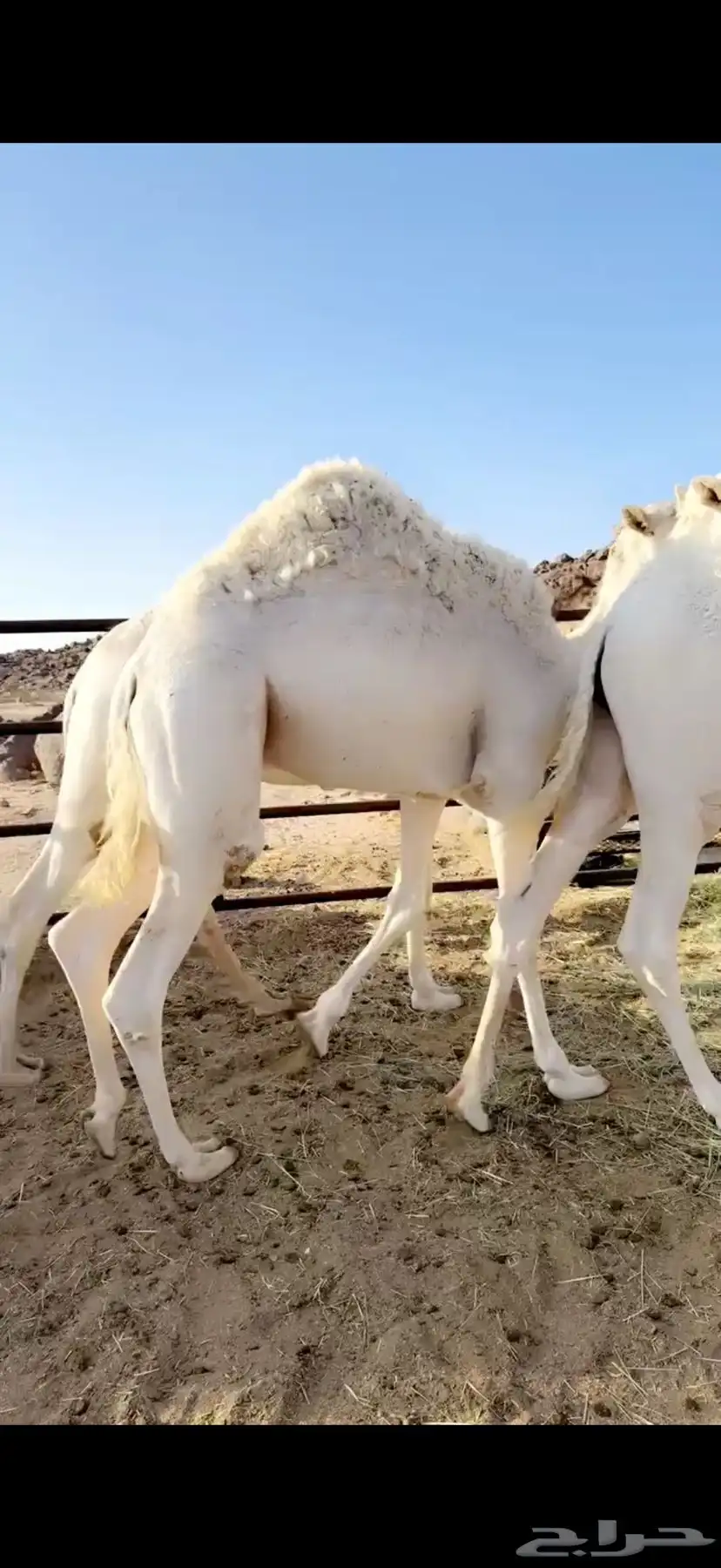 قعدان مبادي ومناسبات 0