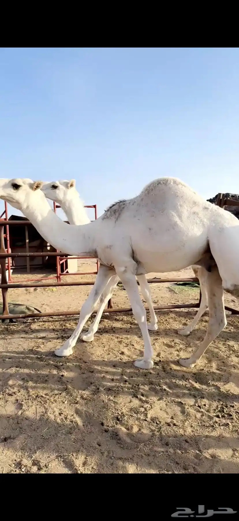 قعدان مبادي ومناسبات 1
