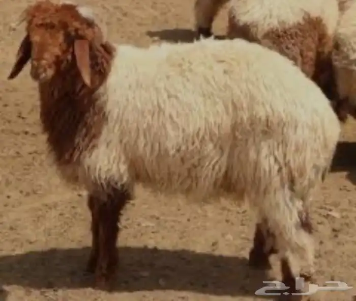 ذبايح 0