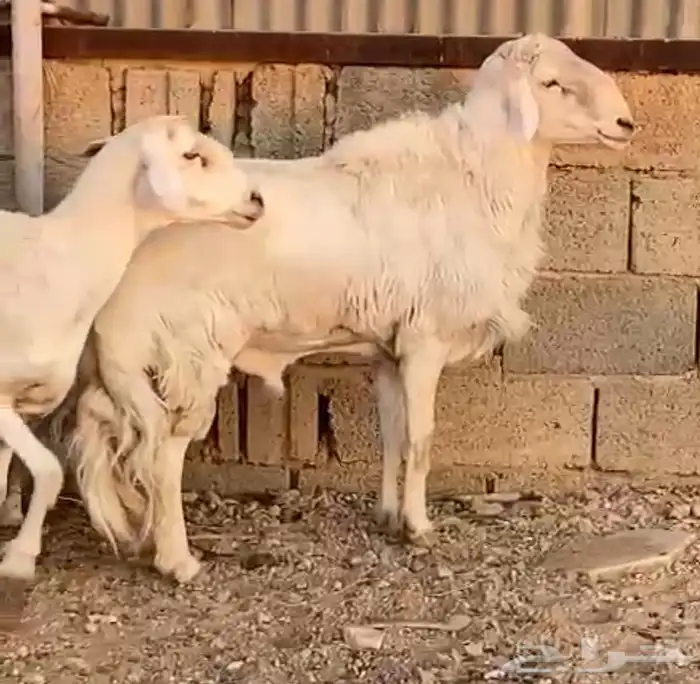 تم البيع خروف حري سديس مشروط النسف 0