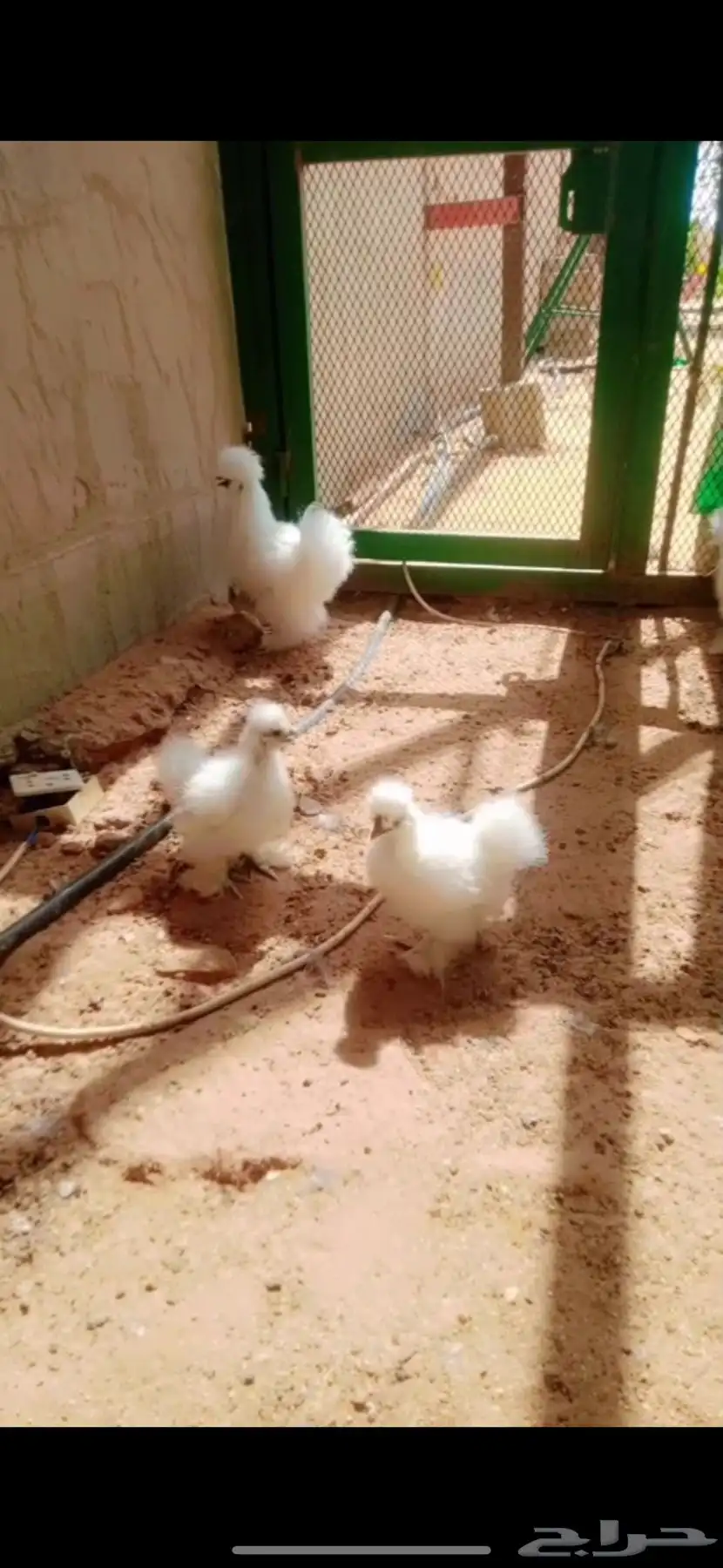 دجاج قطني 1