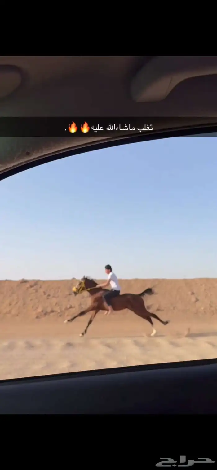 حصان شعبي 2
