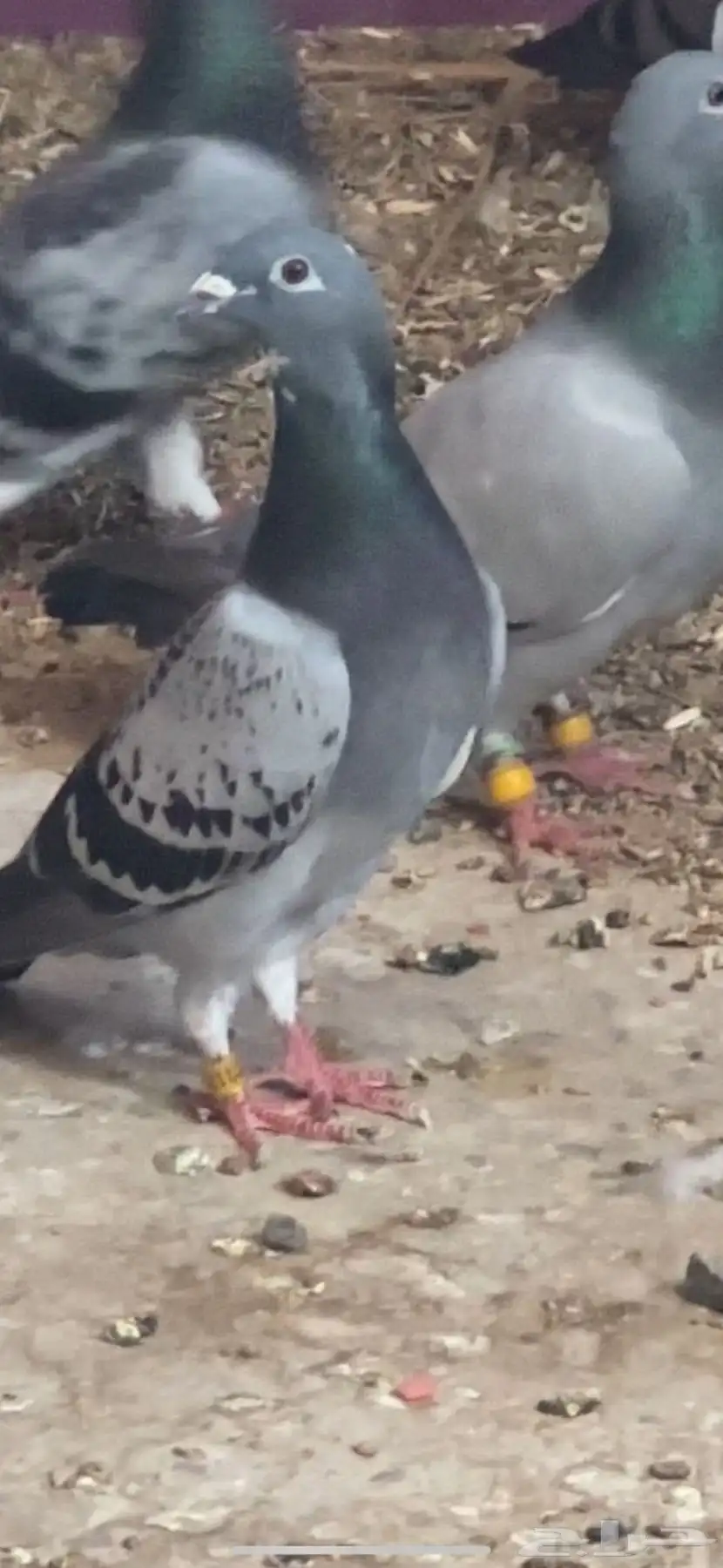 حمام زاجل 1