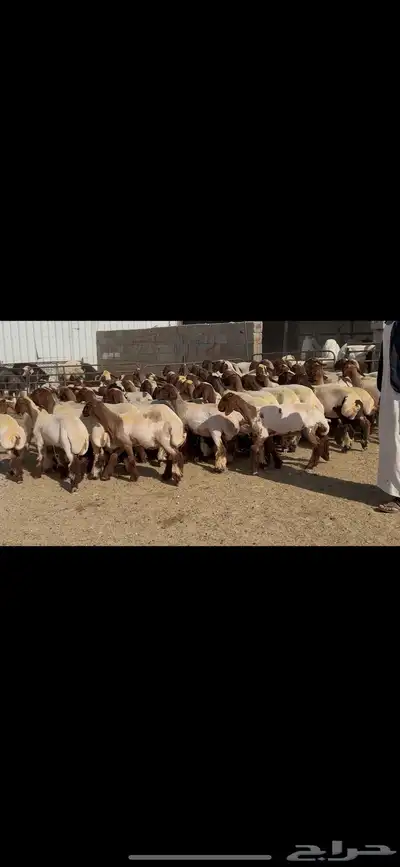 جذعات نعيم صنف 10