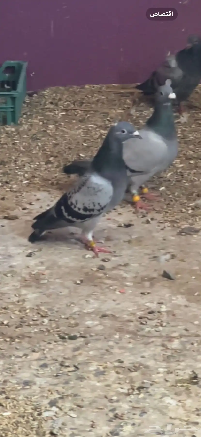 حمام زاجل 2