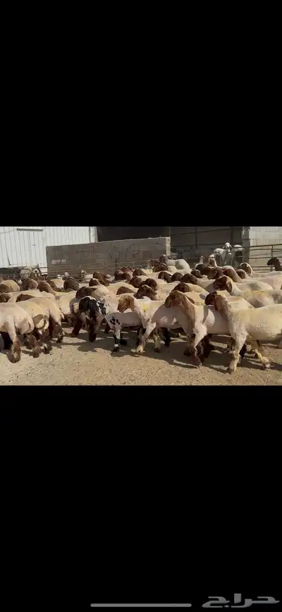 جذعات نعيم صنف 1