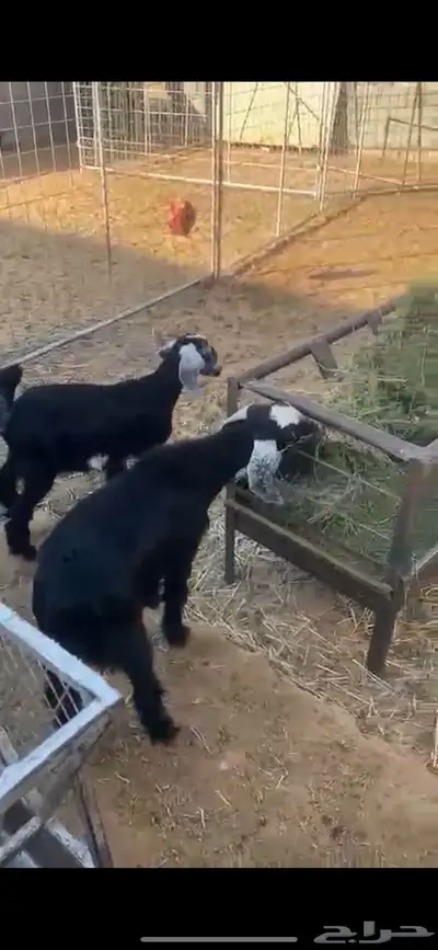 جفار وتيس تم البيع 3