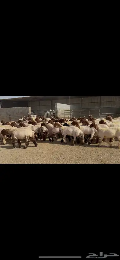 جذعات نعيم صنف 3